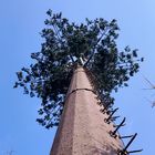 30m/S πύργος κυττάρων κάλυψης δέντρων καρύδων για υπαίθριο