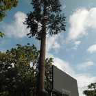 Τεχνητό φοινίκων κάλυψης τηλεπικοινωνιών σήμα Wifi δέντρων πύργων κινητό μονοπωλιακό βιονικό